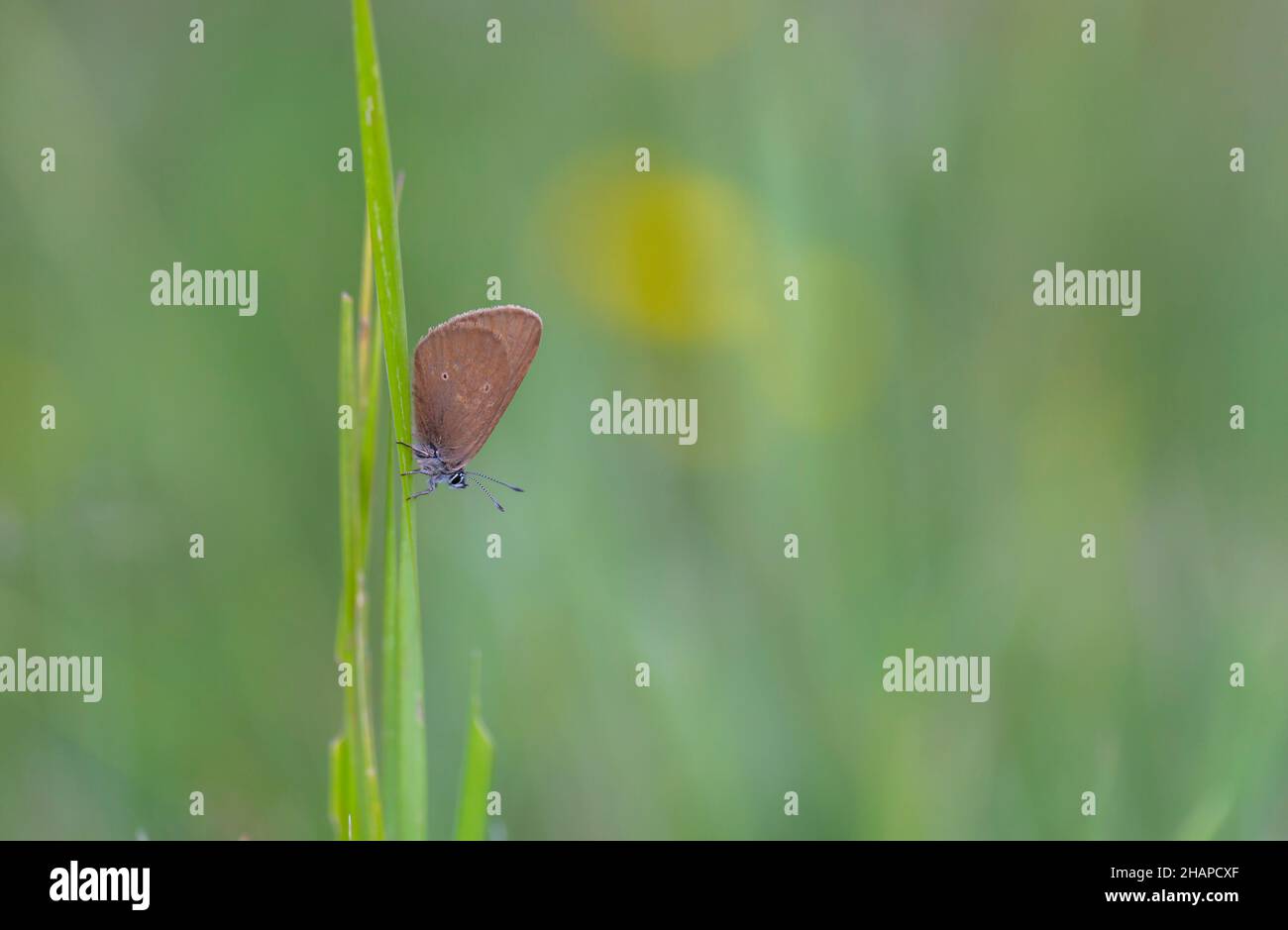 Pequeña mariposa marrón en la planta huésped, Phengaris nausithous Foto de stock