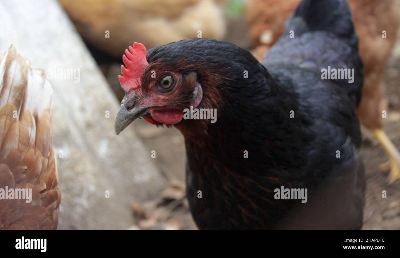 gallina negra de cerca en la gallina Foto de stock