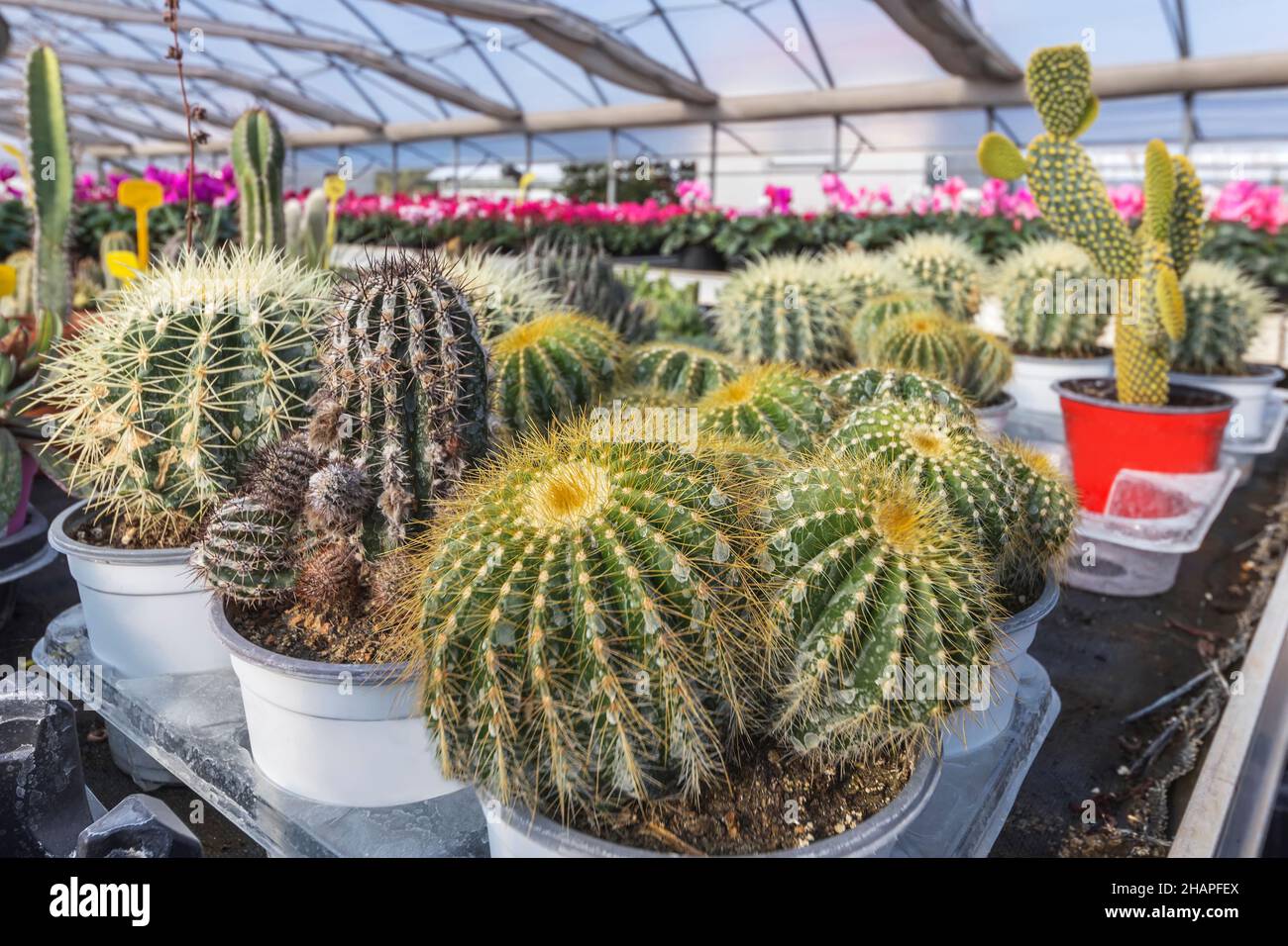 colección de varias plantas suculentas y de cactus en invernadero Foto de stock