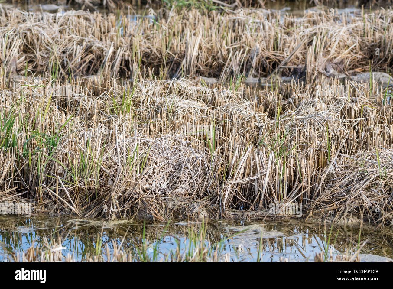 Cultivos secos de arrozales, Delta del Ebro, Cataluña, España Foto de stock