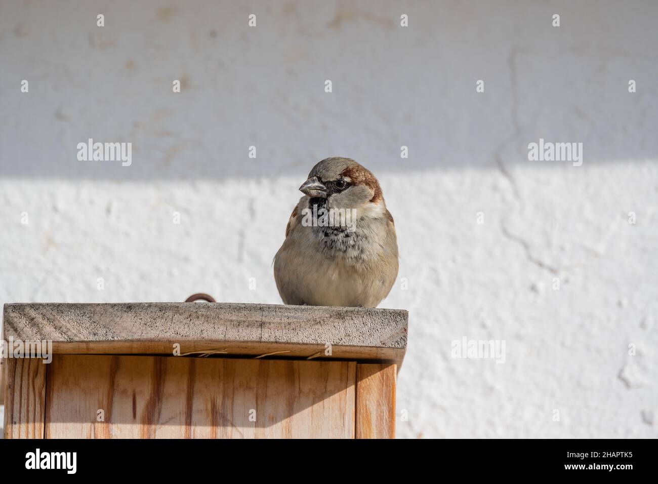 Casa de gorrión, Passer domesticus, sobre un nido de madera, Delta del Ebro, Cataluña, España Foto de stock