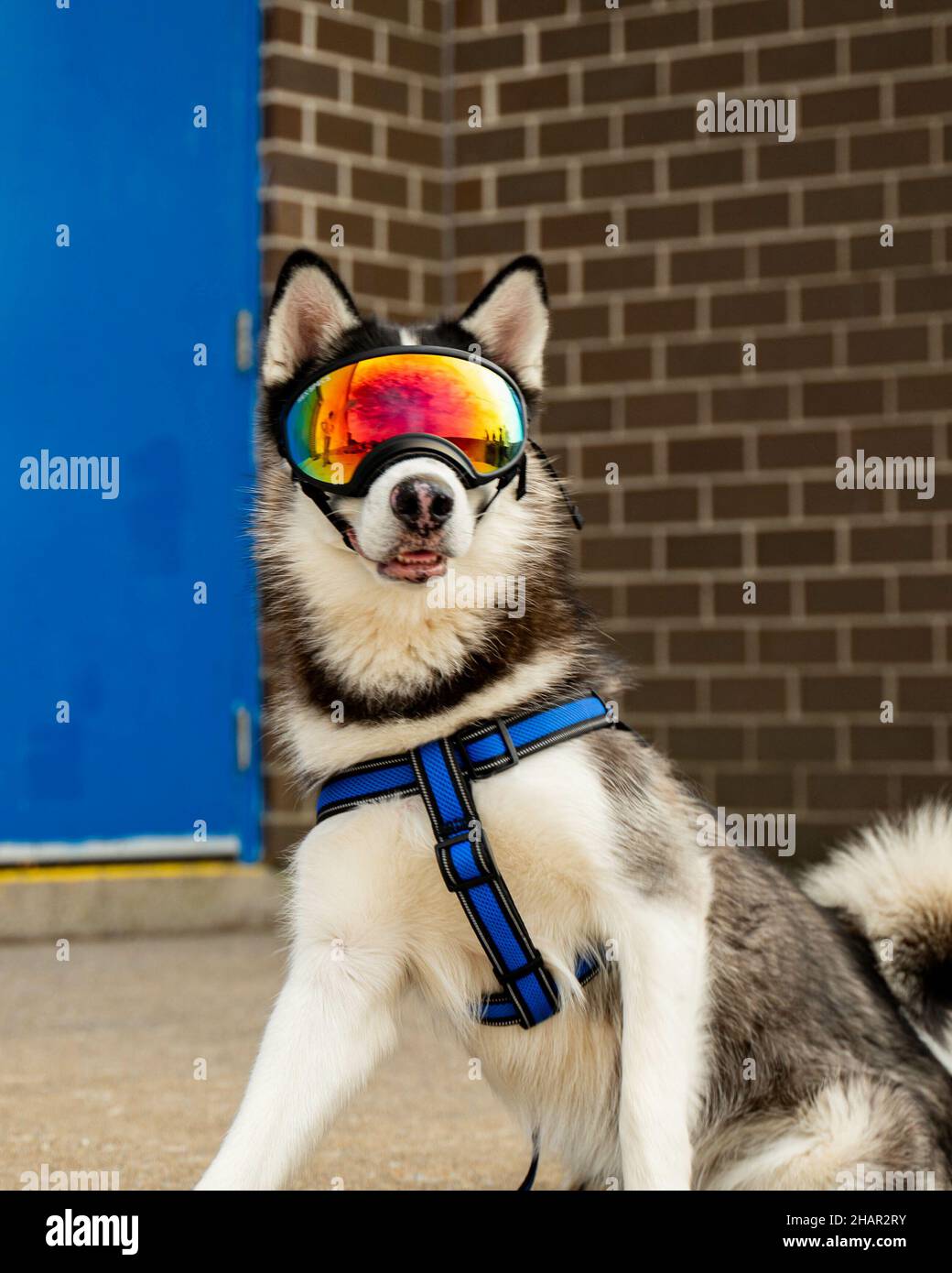 Husky con gafas fotografías e imágenes de alta resolución - Alamy