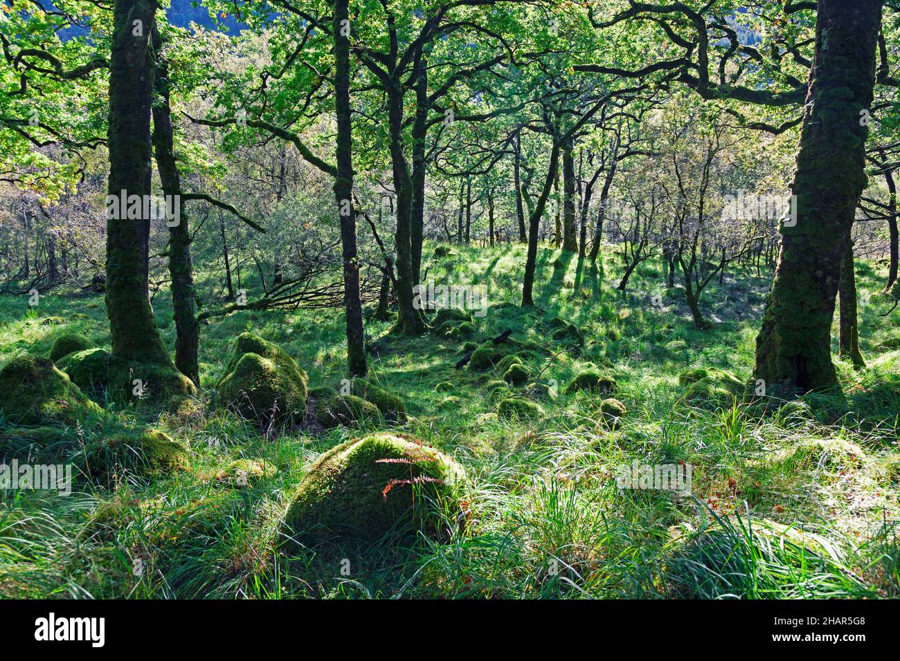 Bosque antiguo y rocas mossisas en la reserva natural nacional de madera de oakwood de Ariundle, una atracción turística en Strontian, Escocia occidental Foto de stock