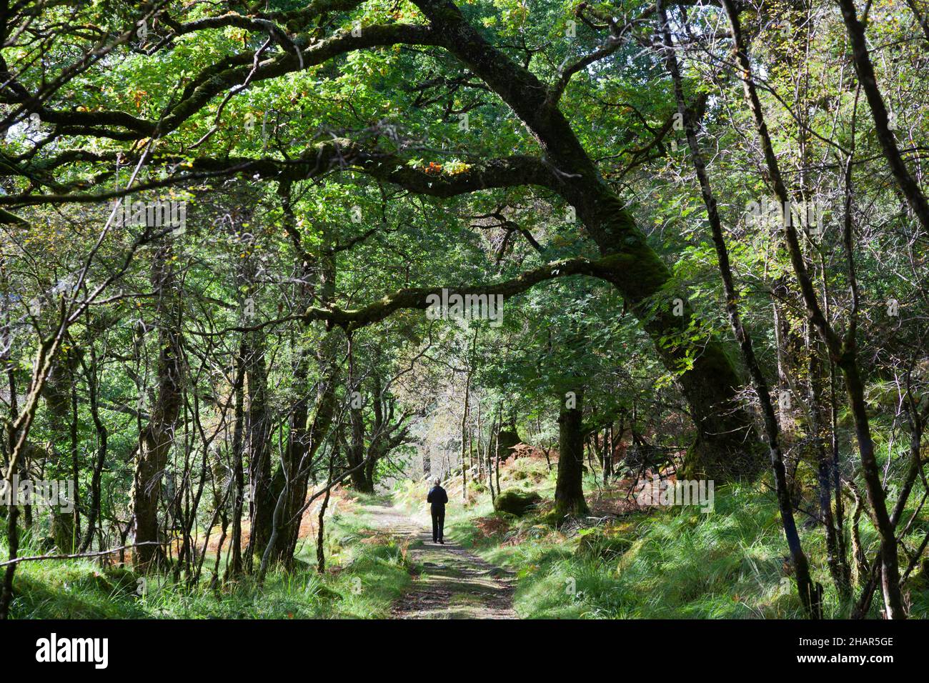 Un visitante que disfruta de la reserva natural de madera de oakwood de Ariundle en Escocia Occidental, un remanente de antiguos bosques que una vez cubrieron la costa atlántica de Europa Foto de stock