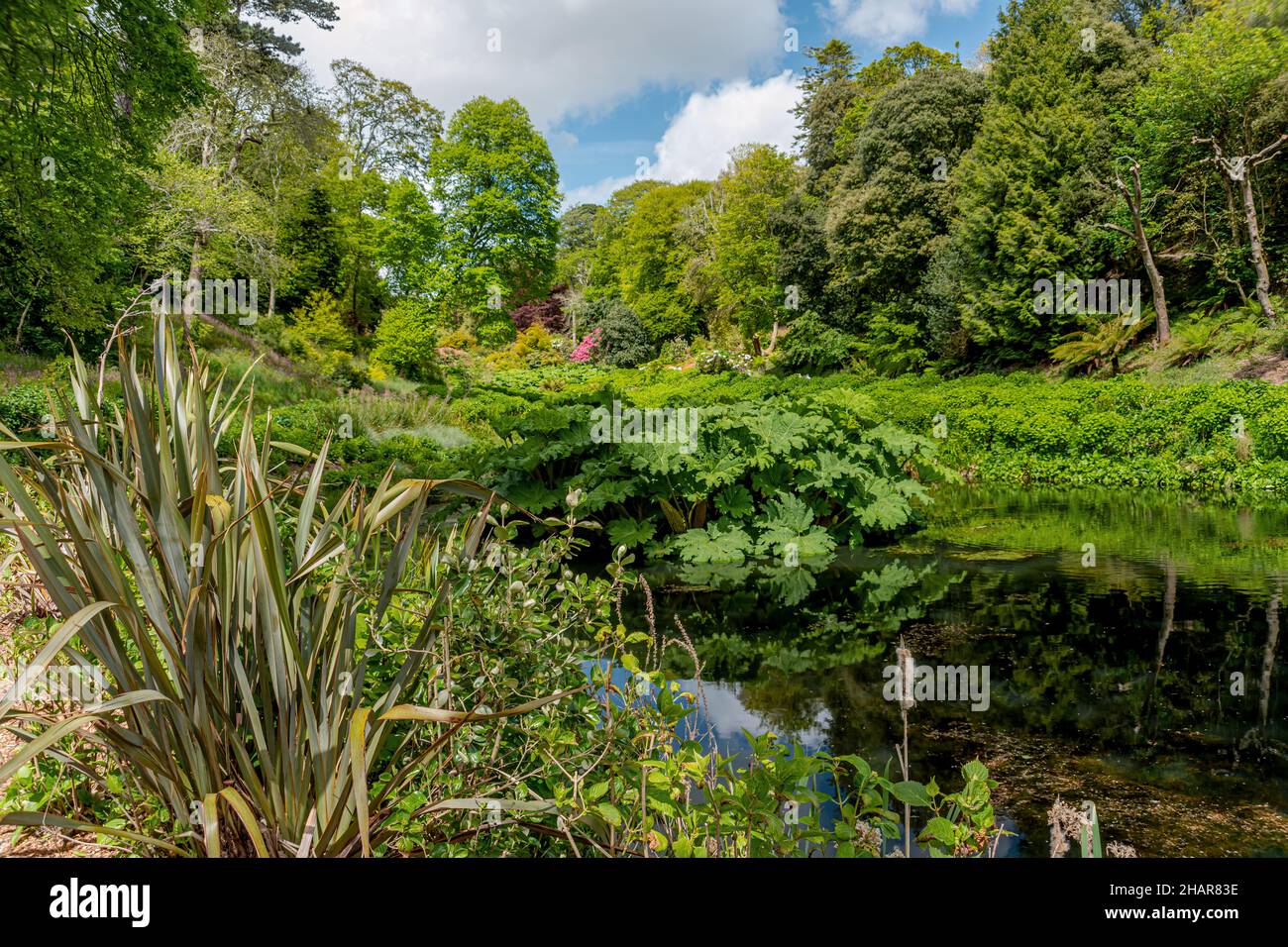 Mallard Pool en el centro de Trebah Garden, Cornwall, Inglaterra, Reino Unido Foto de stock