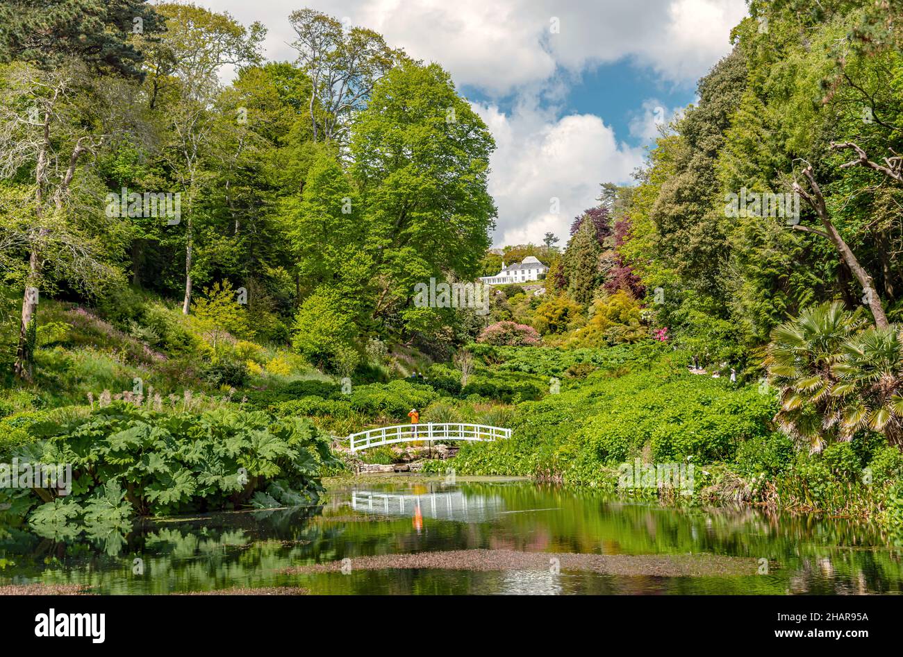 Mallard Pool en el centro de Trebah Garden, Cornwall, Inglaterra, Reino Unido Foto de stock