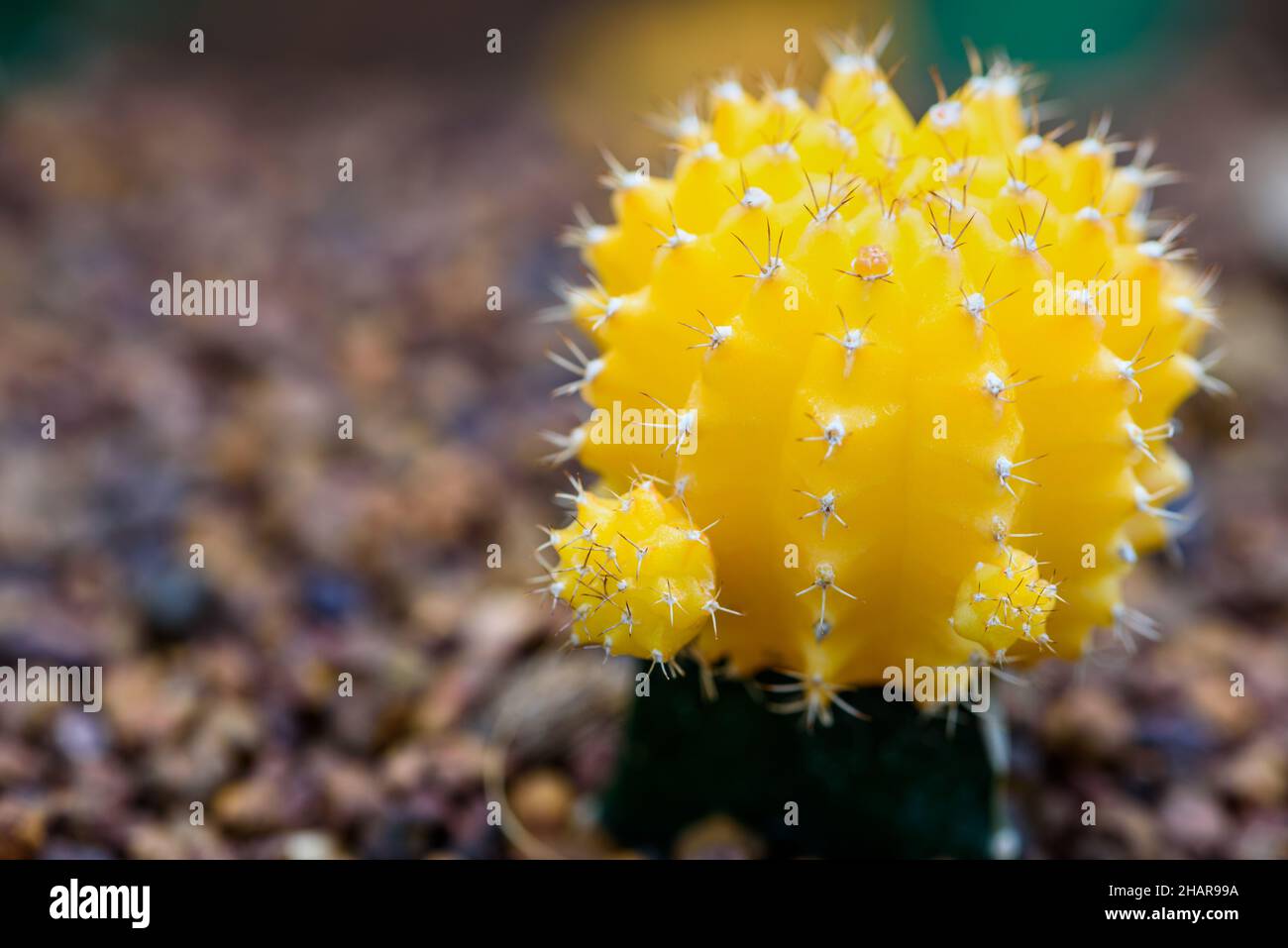 Primer plano Planta de cactus pequeña y colorida con flores amarillas en  flor en el árbol de Ruby Ball, cactus injertados o Moon Cactus, Macro de  Gymnocalyc Fotografía de stock - Alamy