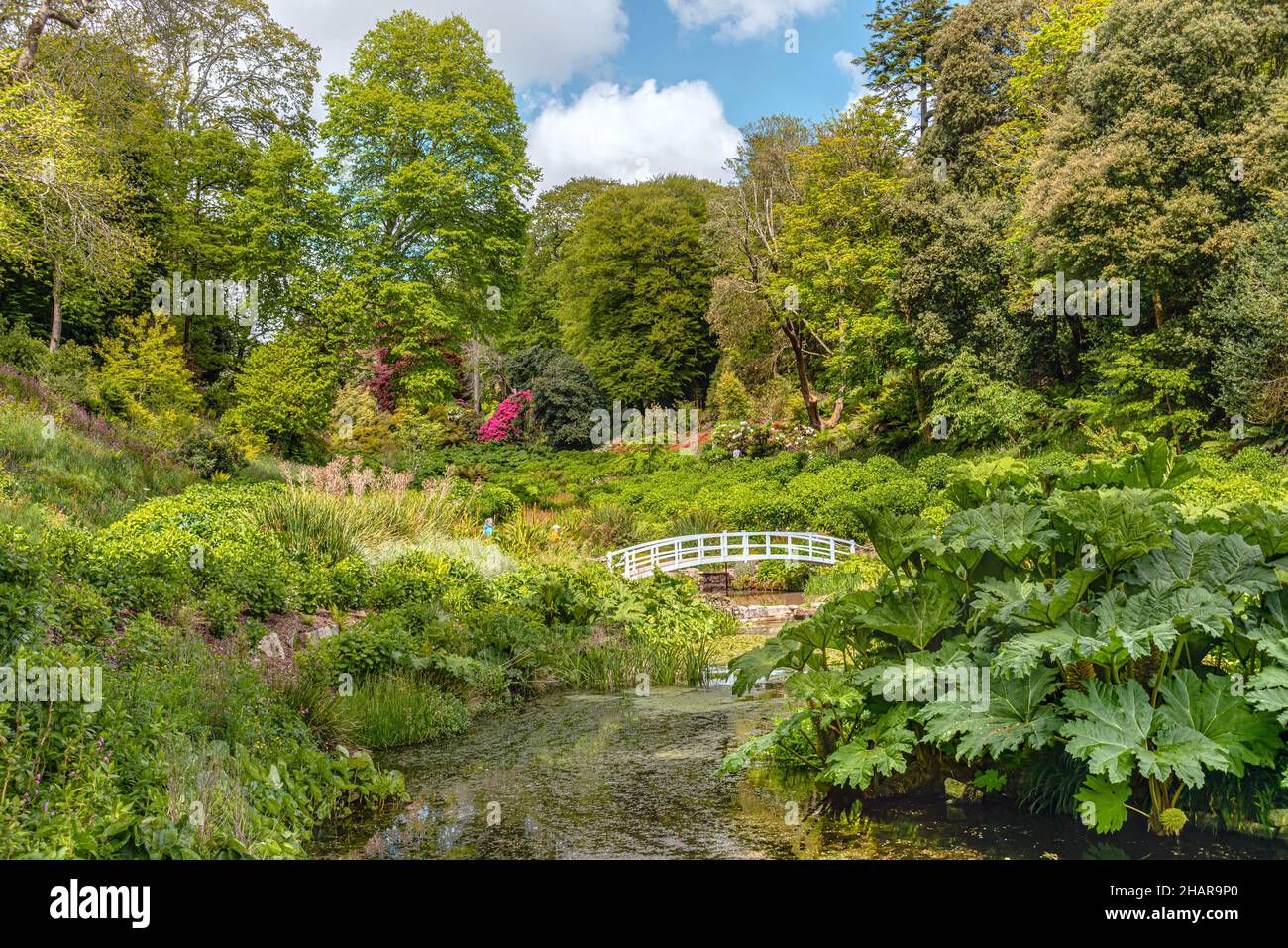 Mallard Pool en el centro de Trebah Garden, Cornwall, Inglaterra, Reino Unido Foto de stock