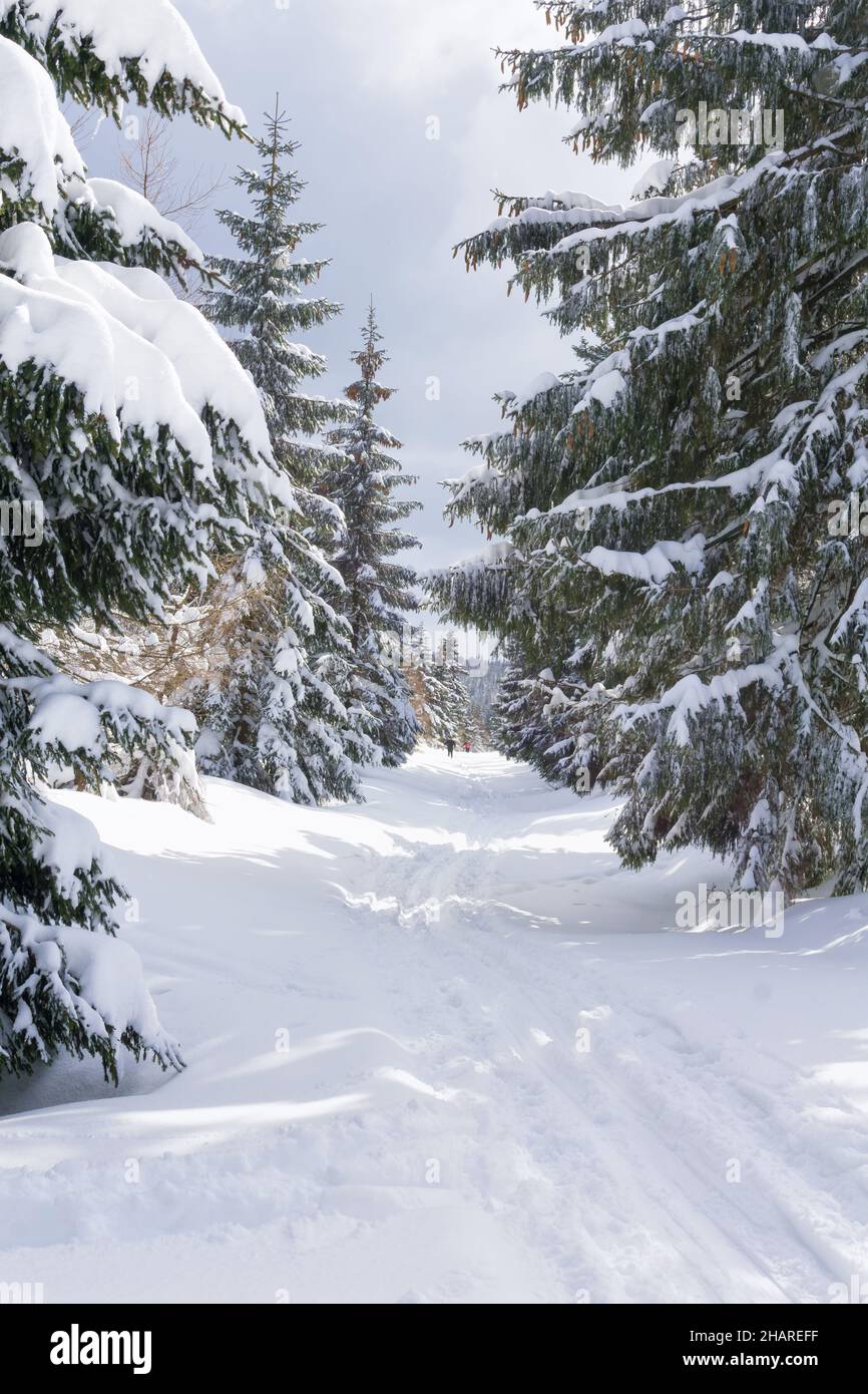 Paisaje de montaña de invierno. Los árboles en el bosque cubierto de escarcha y nieve. Montañas de Jizera, Jakuszyce, Polonia, Europa. Foto de stock