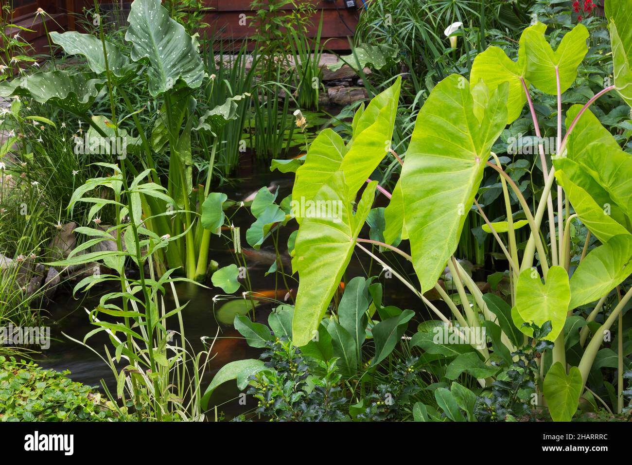 Estanque con Colocasia - Taro, Zantedeschia - Lirio de Calla, Dichromena colorata - Hierba Estrella Blanca, Cyperus papiro - Fiebre del Papel Egipcio en verano. Foto de stock