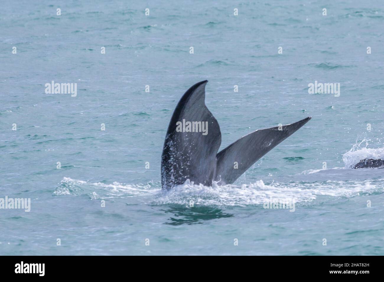 Aleta caudal de una ballena franca austral en la Bahía Walker cerca de Hermanus en el Cabo Occidental de Sudáfrica Foto de stock