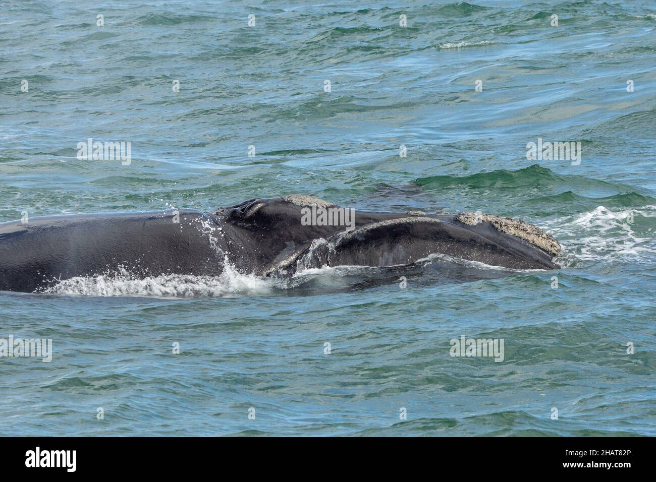 Avistamiento de ballenas, al sur de la derecha en la Bahía Walker cerca de Hermanus en el Cabo Occidental de Sudáfrica Foto de stock