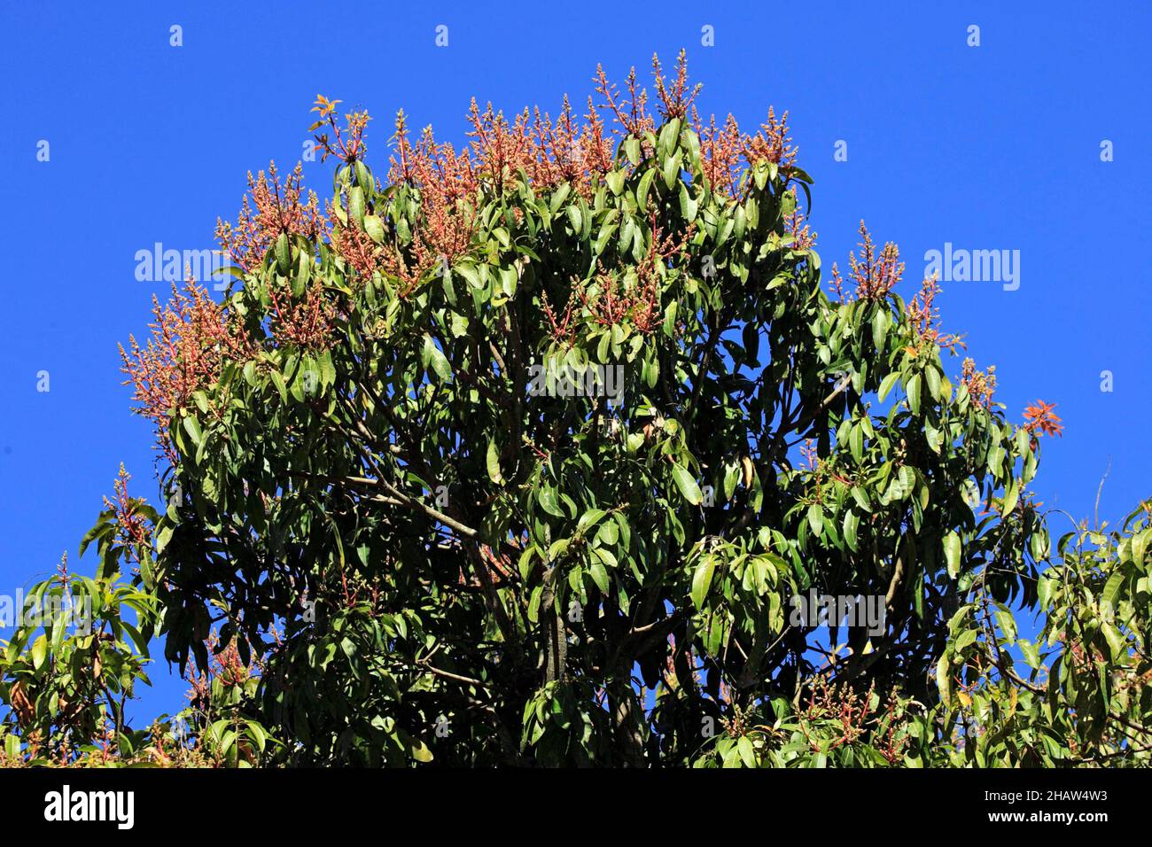 Mango (Mangifera Indica) árbol mango árbol flor flor flores Madagascar Madagascar Foto de stock