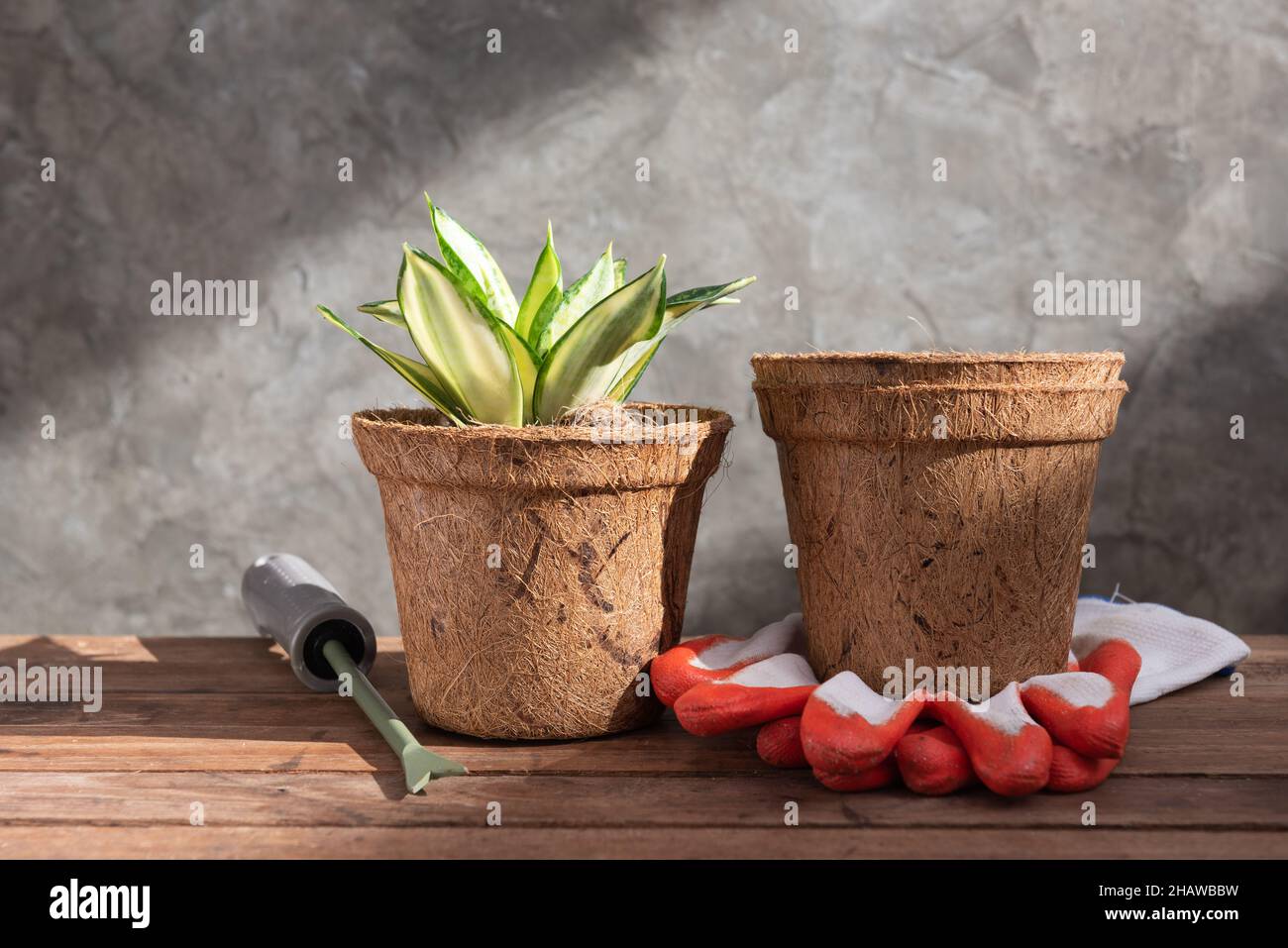 Planta de serpiente o planta de Sanseviera laurentii en pote de fibra de coco sobre fondo de madera Foto de stock