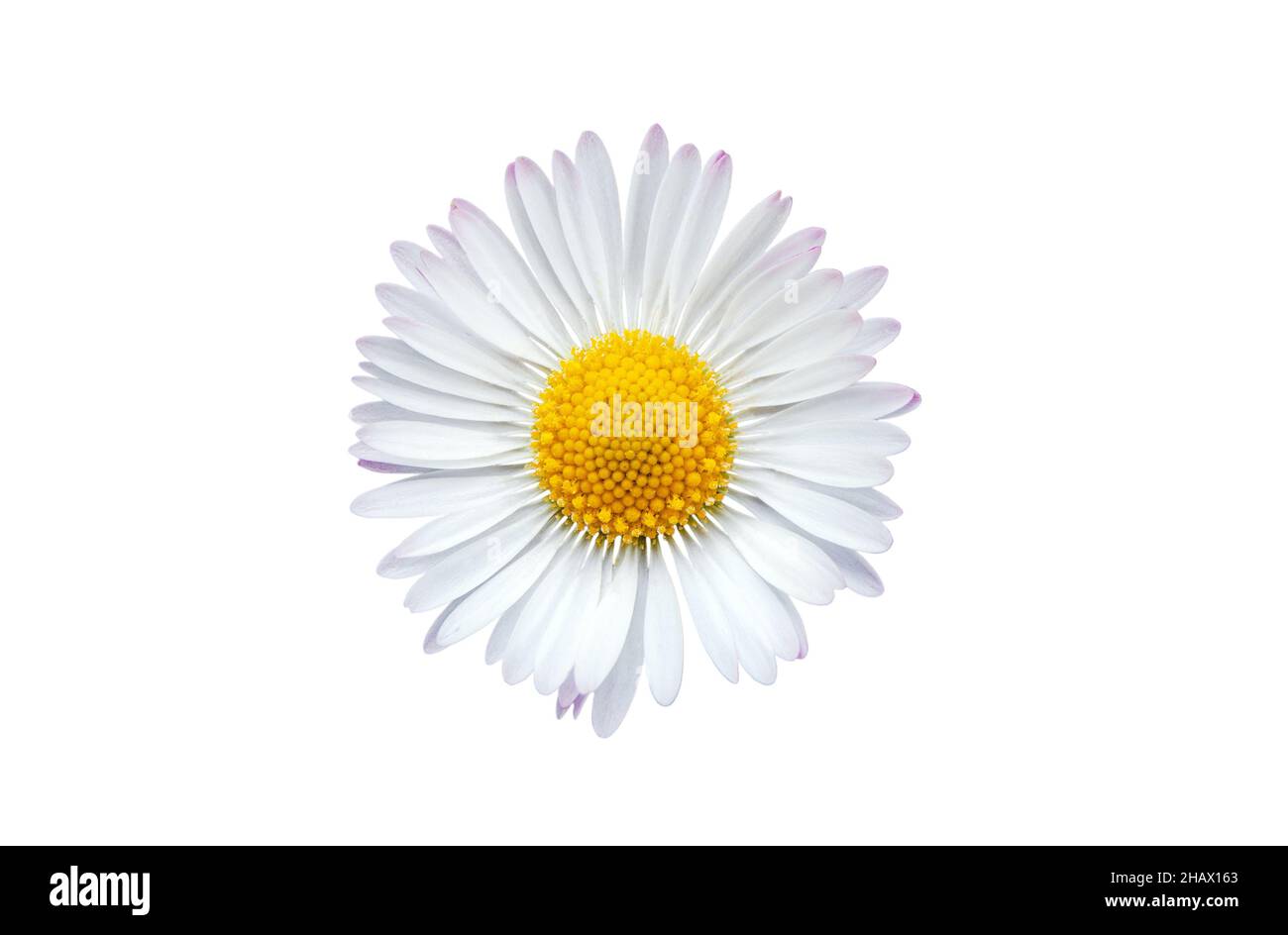 Flor común de margarita aislada sobre un fondo blanco Foto de stock