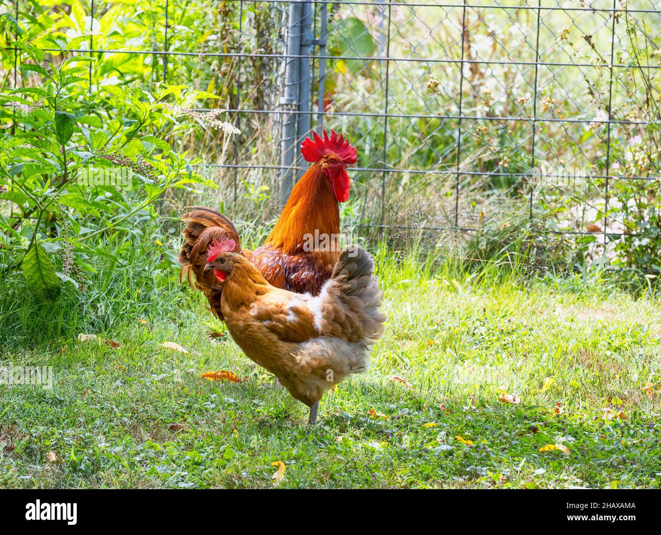 Pollos, un gallo y una gallina en un patio de césped Foto de stock