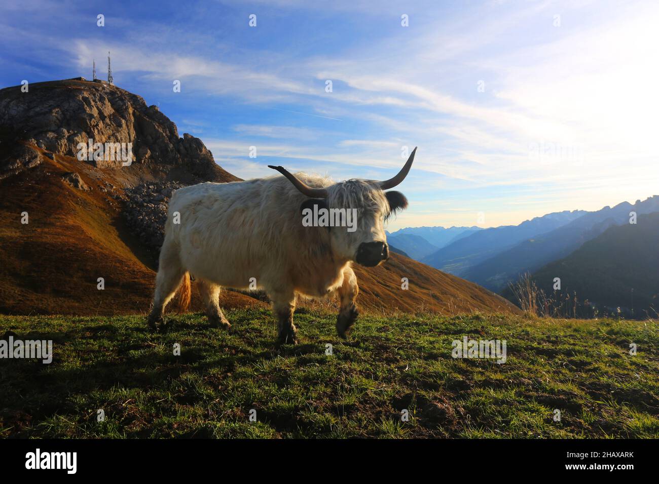 Yak, Hochlandrind in der Morgensonne auf einer Weide am Langkofel oder Sassolungo in der Bergwelt der Dolomitas in Südtirol Italien Foto de stock