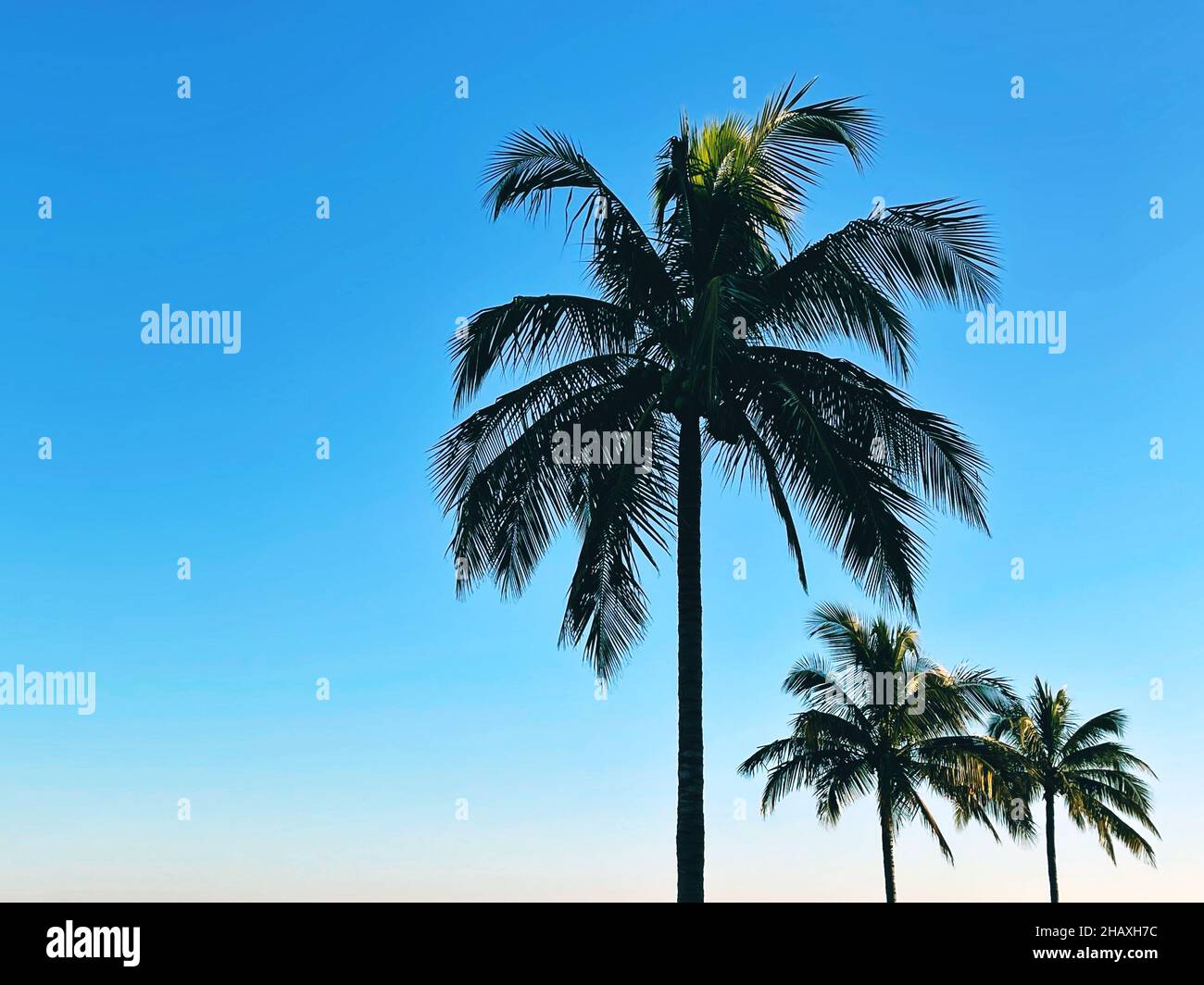 Tres palmeras contra el cielo azul, Marathon, Florida Keys, Florida, Estados Unidos Foto de stock