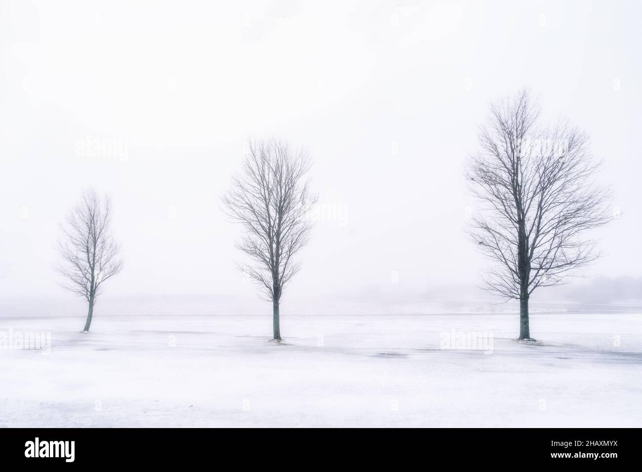 Arce árboles en un paisaje foggy congelado. Foto de stock
