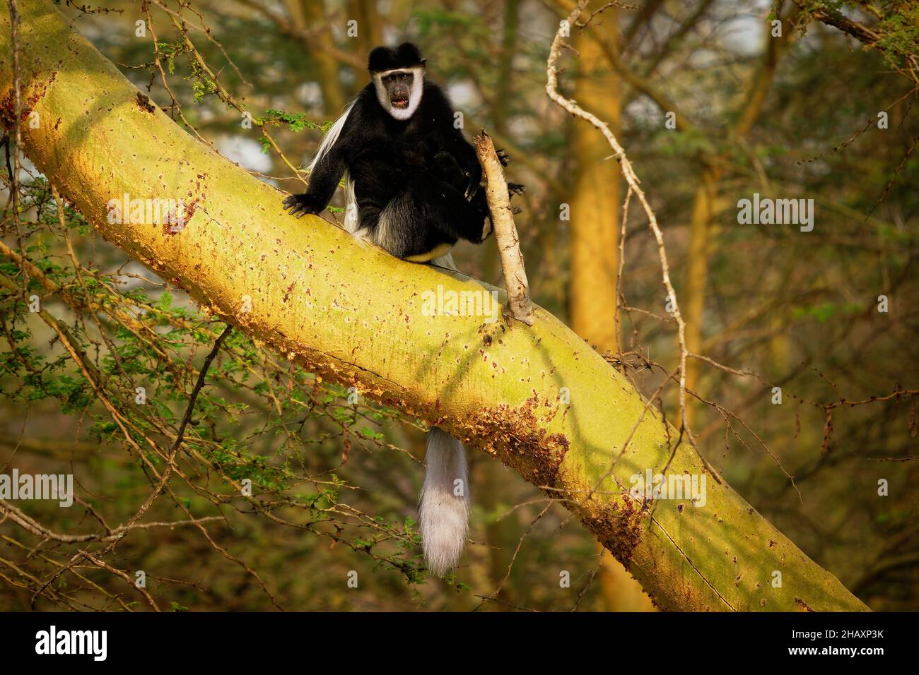 Colobus o colobus blanco y negro - Colobus guereza, mono nativo de África, relacionado con el mono colobus rojo de Piliocolobus, cola larga, mujer con yo Foto de stock