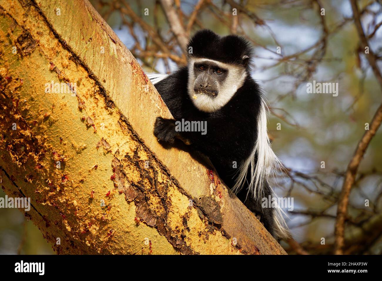 Colobus o colobus blanco y negro - Colobus guereza, mono nativo de África, relacionado con el mono colobus rojo de Piliocolobus, cola larga, mujer con yo Foto de stock