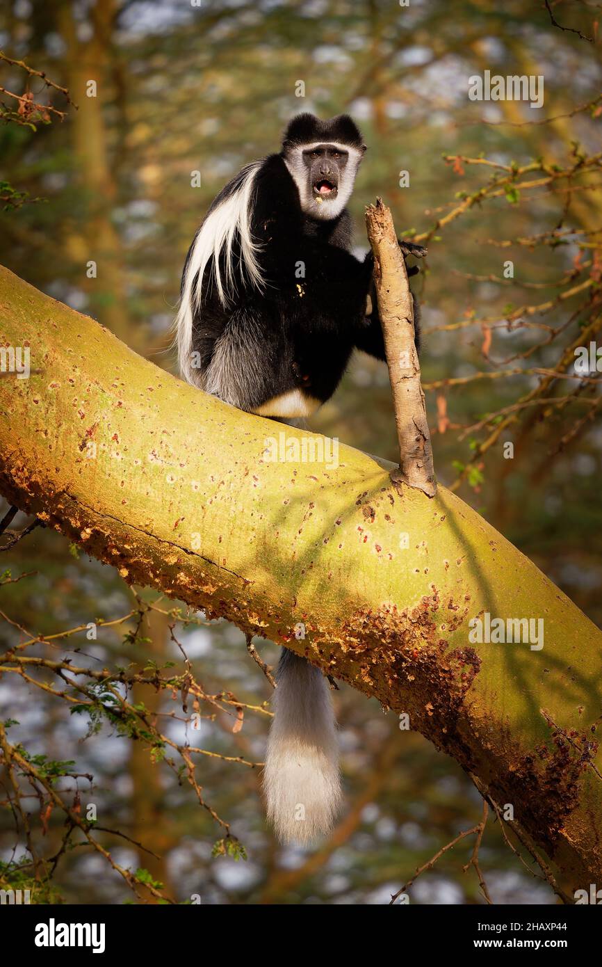 Colobus o colobus blanco y negro - Colobus guereza, mono nativo de África, relacionado con el mono colobus rojo de Piliocolobus, cola larga, mujer con yo Foto de stock