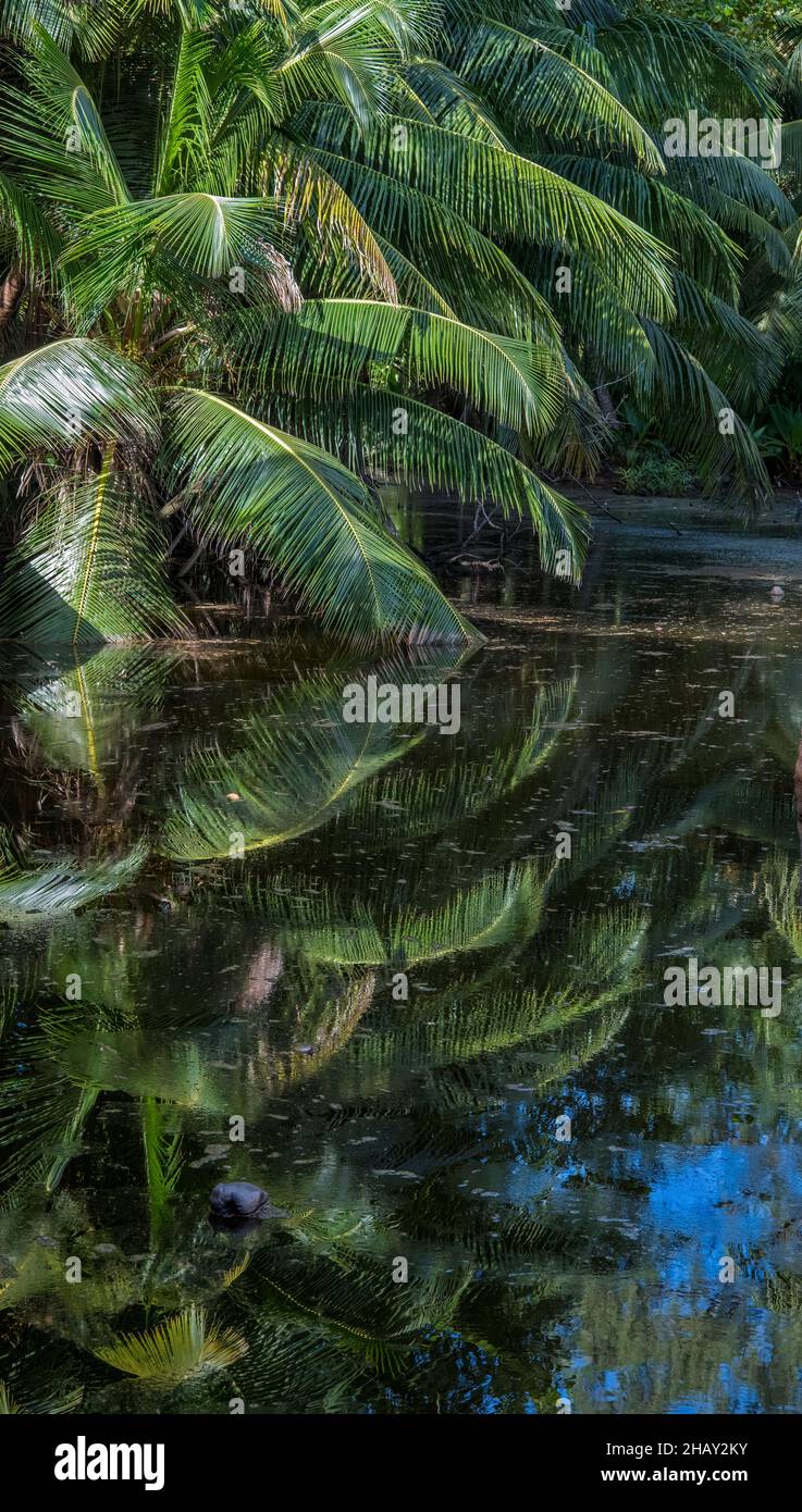 Palmeras reflejadas en el lago Chevalier Bay Praslin Seychelles Foto de stock