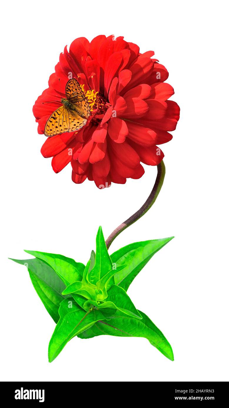 Frutillary (Argynnis paphia) - mariposa naranja con patrón negro en las alas sentado en flor común grande de zinnia rojo esponjoso (Zinnia elega Foto de stock