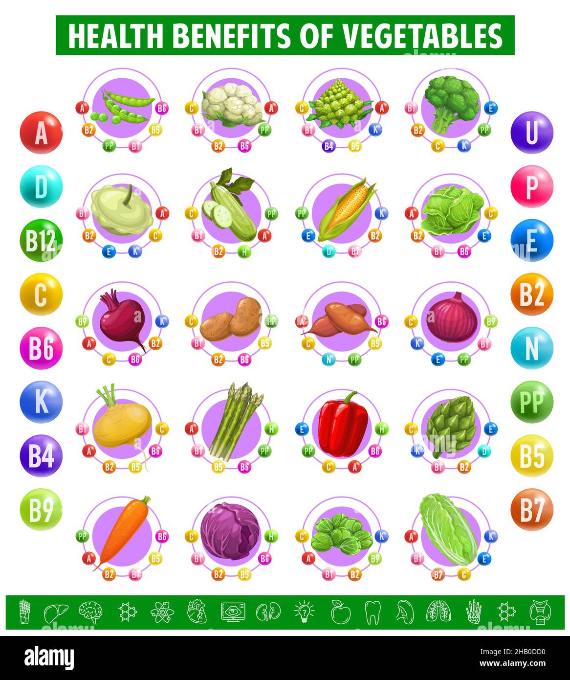 Tabla de tabla de contenido de vitaminas y minerales en verduras. Guisantes  verdes, coliflor, alcachofa y brócoli, calabaza y col con remolacha y  patata Imagen Vector de stock - Alamy