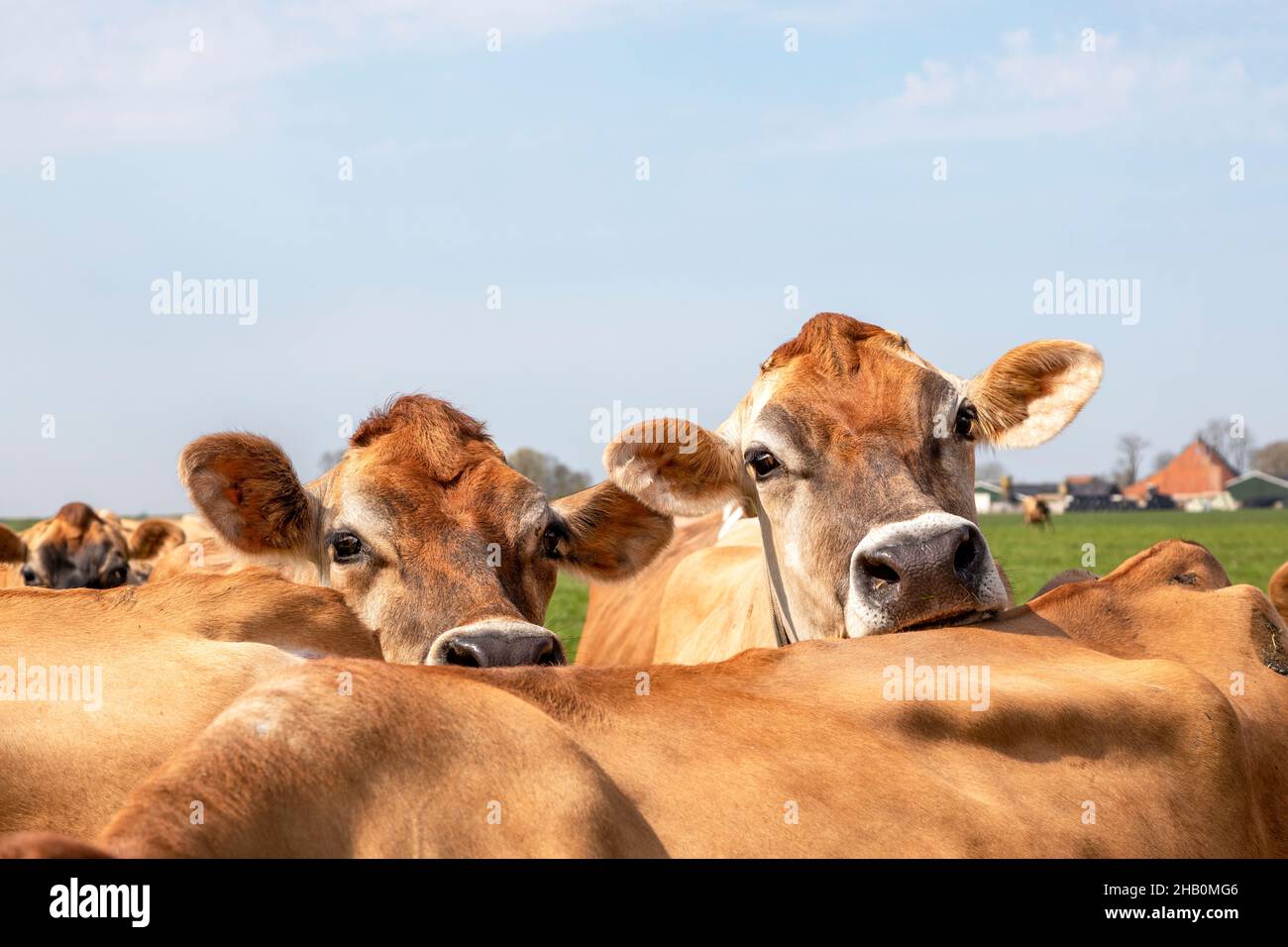 Jersey vacas nosey cabezas mirando sobre la parte posterior de otra vaca, nariz negra de cerca Foto de stock