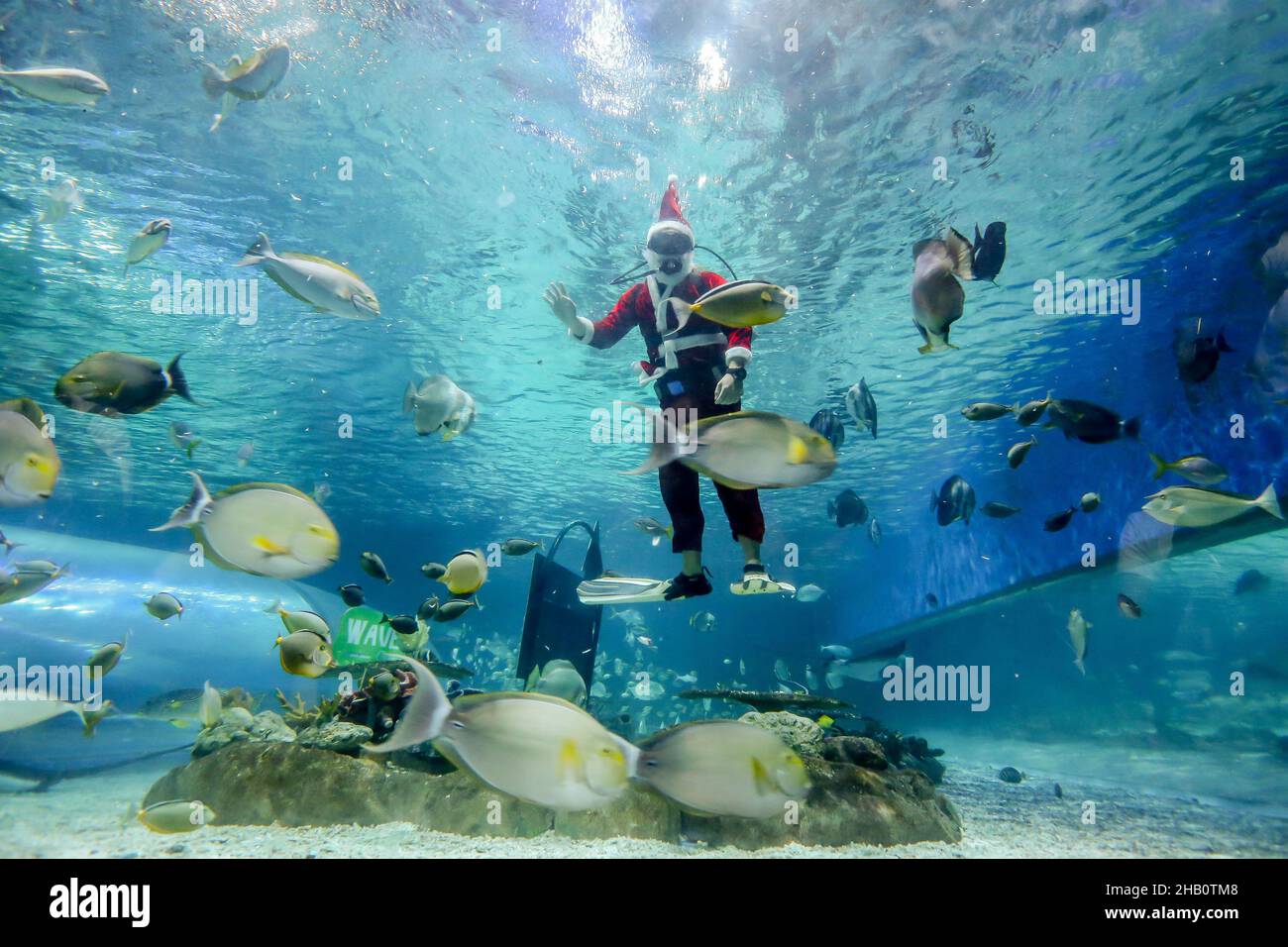 Manila. 16th de Dic de 2021. Un buceador con traje de Papá Noel nadará con criaturas marinas dentro del oceanario del Parque Oceánico de Manila, en Manila, Filipinas, el 16 de diciembre de 2021. Crédito: Rouelle Umali/Xinhua/Alamy Live News Foto de stock