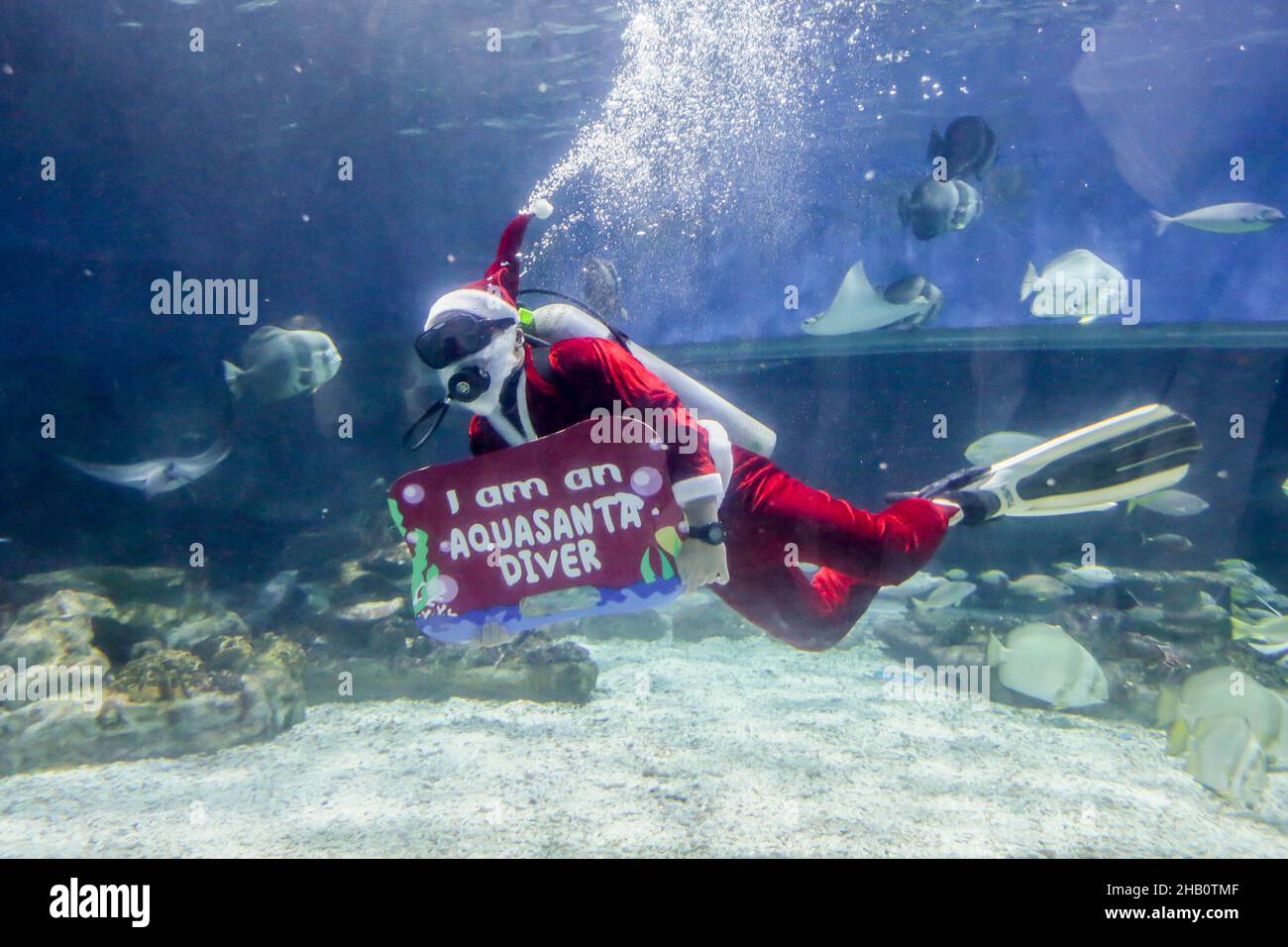 Manila. 16th de Dic de 2021. Un buceador con traje de Papá Noel nadará con criaturas marinas dentro del oceanario del Parque Oceánico de Manila, en Manila, Filipinas, el 16 de diciembre de 2021. Crédito: Rouelle Umali/Xinhua/Alamy Live News Foto de stock