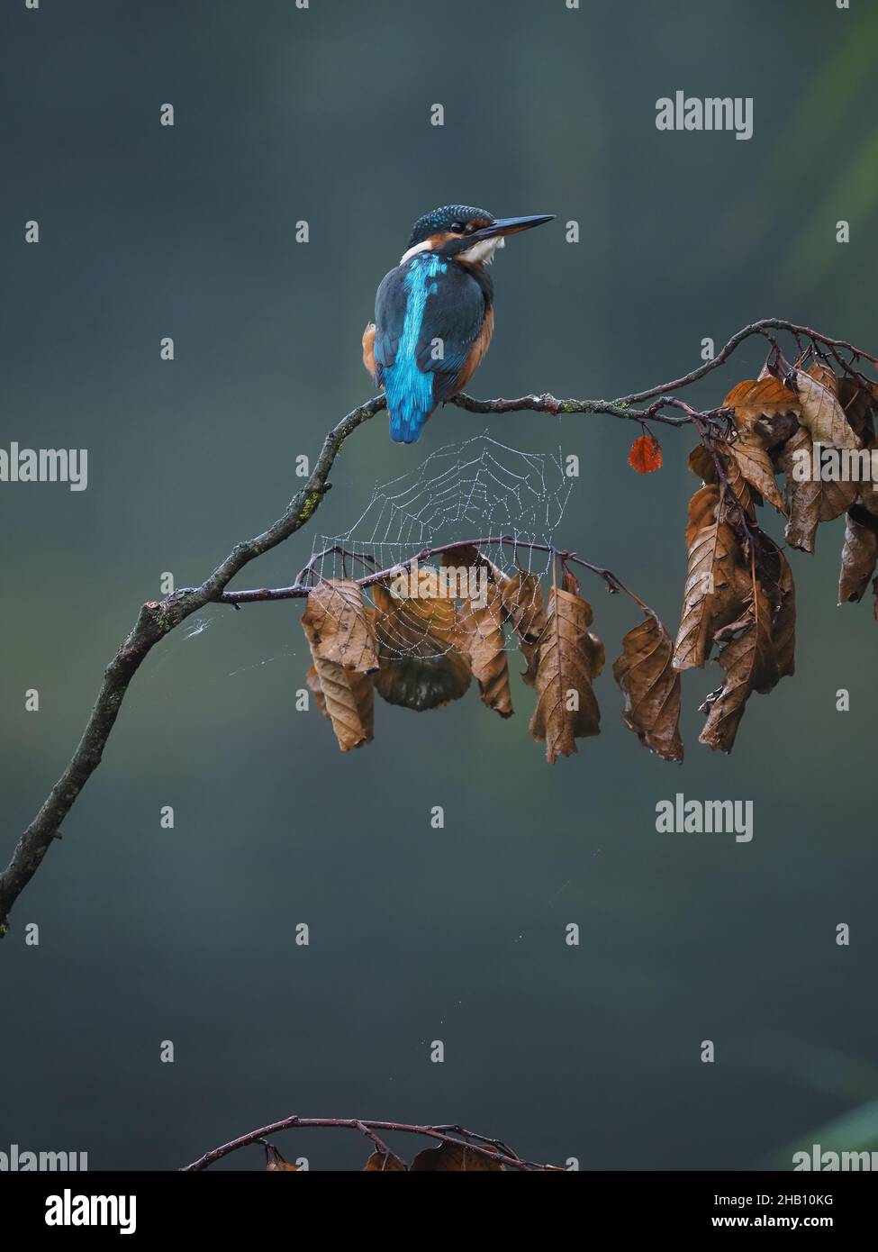 Kingfisher es un ave inconfundible en la campiña británica. ¡Un destello de azul eléctrico alrededor del agua es un rey pescador! Ellos bucean para atrapar a la presa. Foto de stock