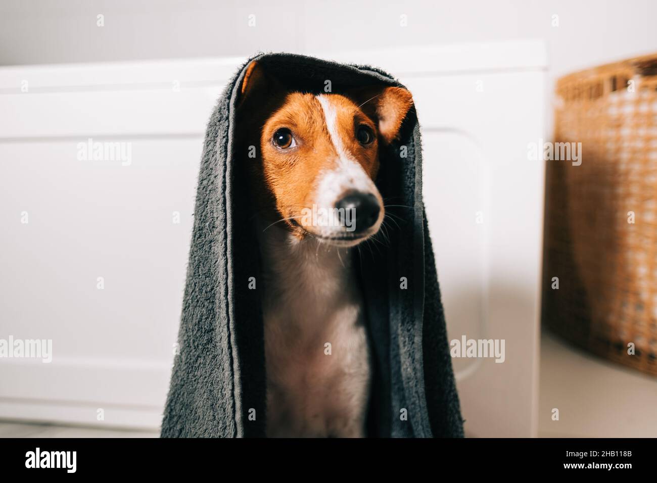 Retrato de un divertido perro basenji envuelto en una toalla después de lavarlo en el baño. Foto de stock