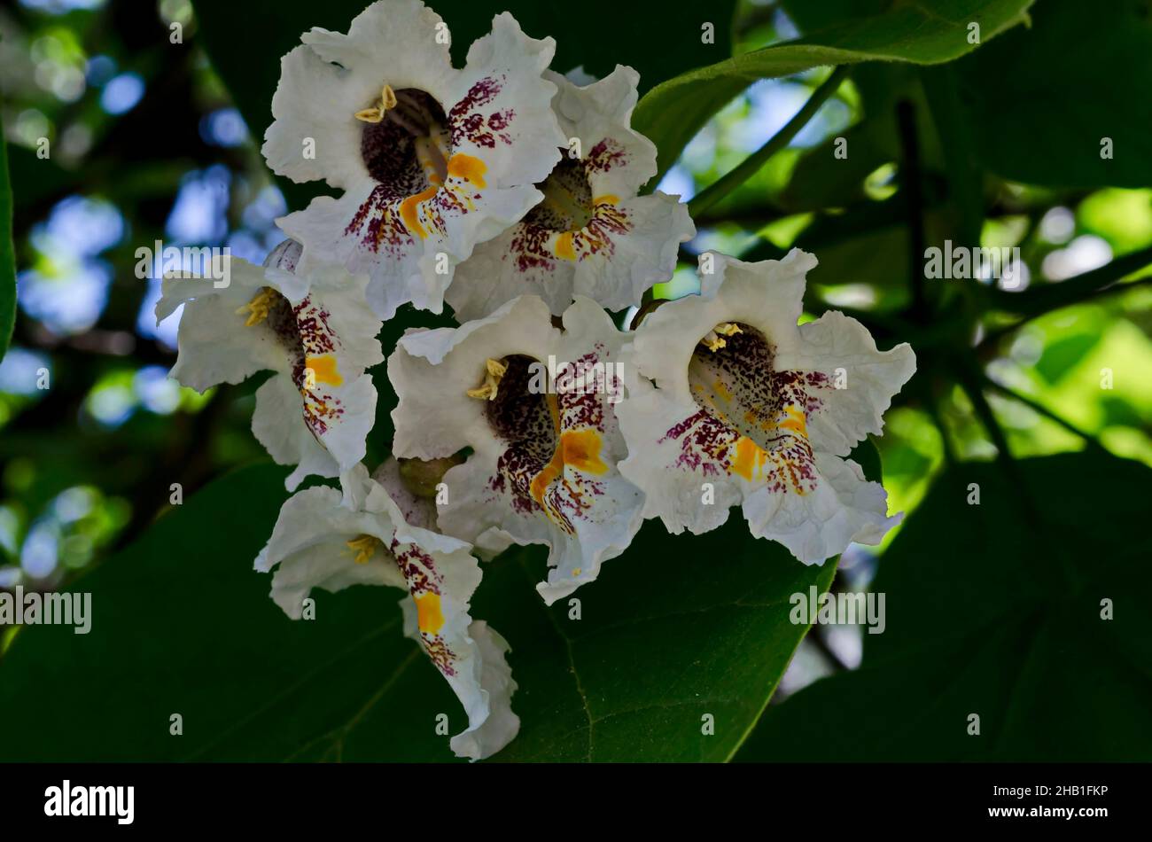 Primer plano de una rama del frijol indio o Catalpa bignonioides en flor, Sofía, Bulgaria Foto de stock