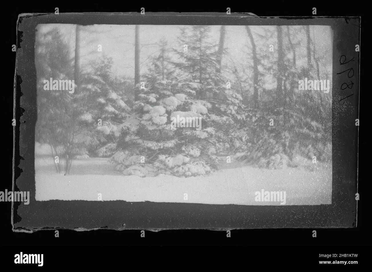 Árboles de nieve, Prospect Park, Brooklyn, George Bradford Brainerd, norteamericano, 1845-1887, placa negativa seca, aprox. 1872-1887, Siglo 19th, blanco y negro, verde claro, negativo Foto de stock