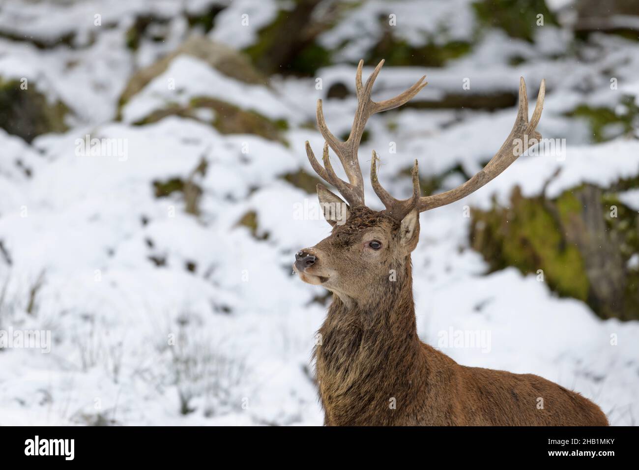 Rothirsch, Cervus elaphus, ciervo rojo en la nieve Foto de stock