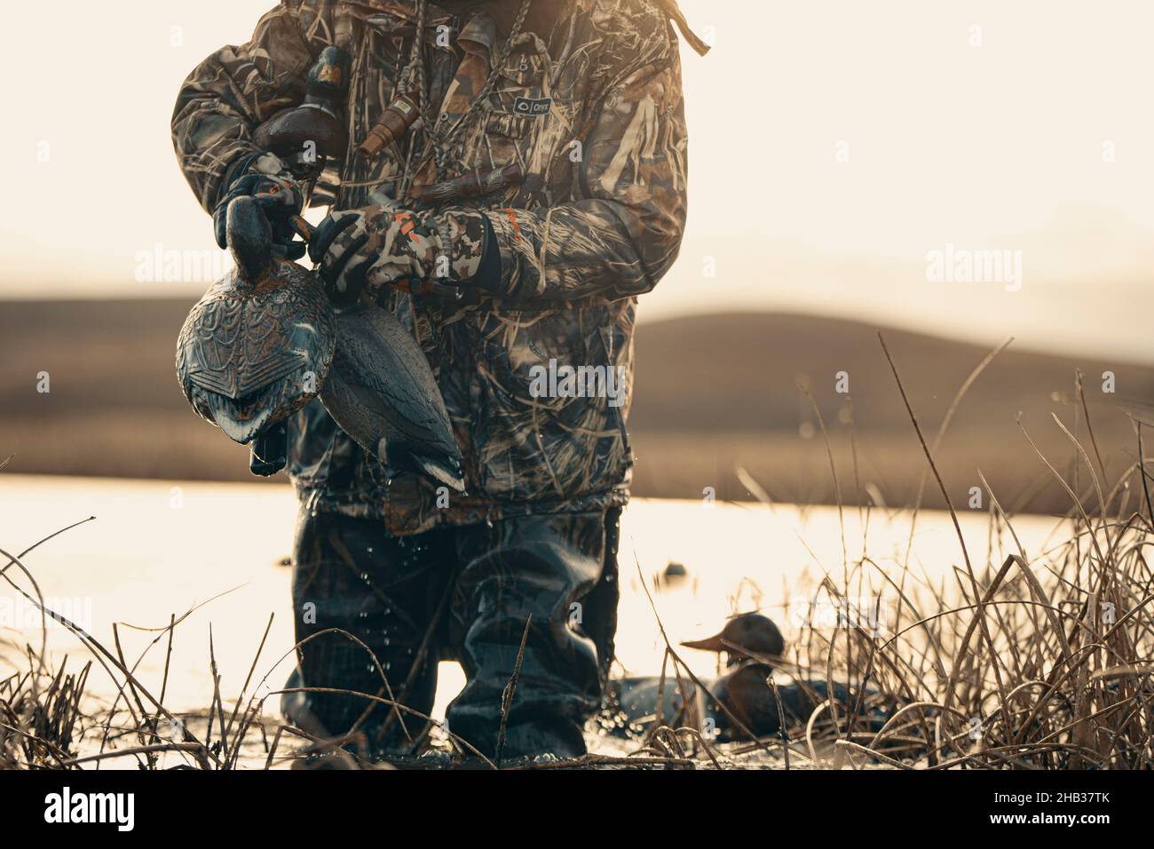 Cazador de pato recogiendo señuelos en el estanque Foto de stock