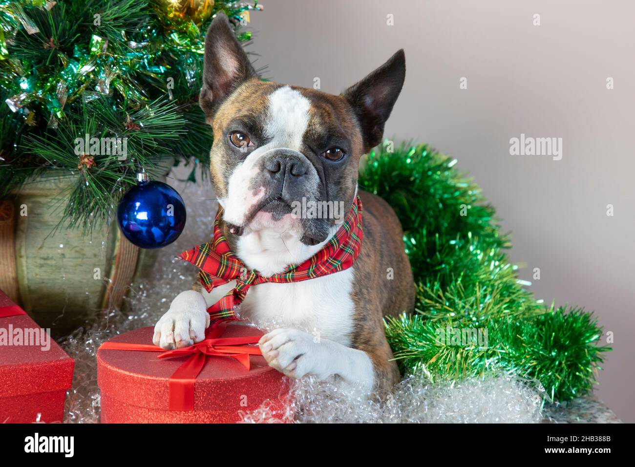 Boston Terrier en Santa se encuentra al lado de un pequeño árbol de Navidad  decorado, regalos, bolas, nieve artificial. Feliz Navidad saludos de los  perros Fotografía de stock - Alamy