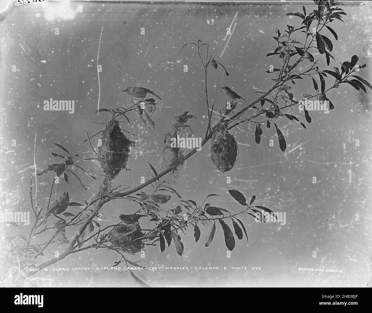 Islas Canarias del Norte, Islas Canarias del Sur, Grey Warbler, Rifleman y White Eye, Burton Brothers studio, photography studio, 1889, Dunedin, Fotografía en blanco y negro, exhibición estéreo de aves rellenas (incluyendo una isla canaria del norte, una isla canaria del sur, un ojal gris, un rifleman y aves de ojo blanco Foto de stock