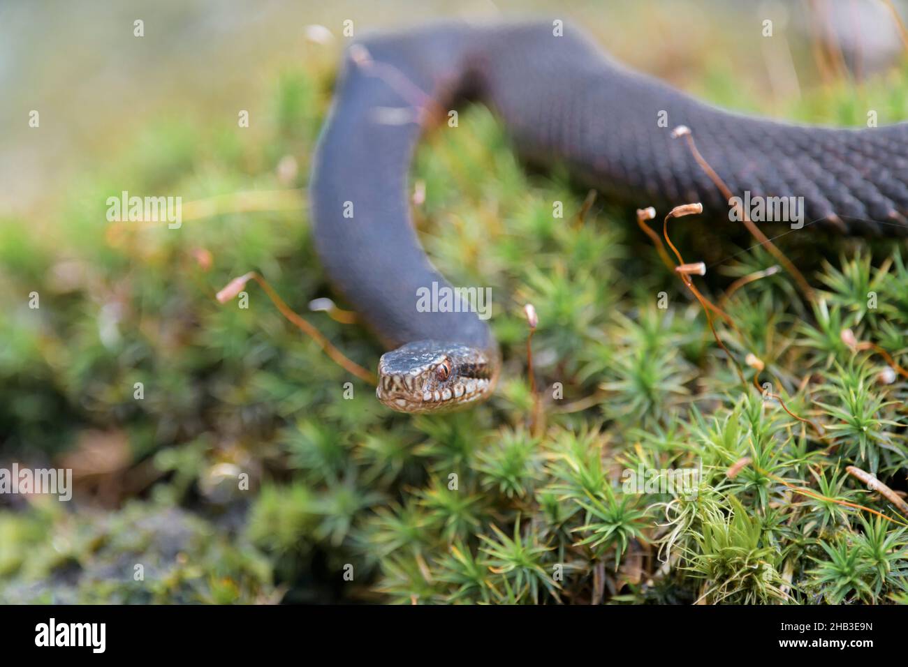 Dunkle Kreuzotter, Vipera berus, forma negra común europea Foto de stock