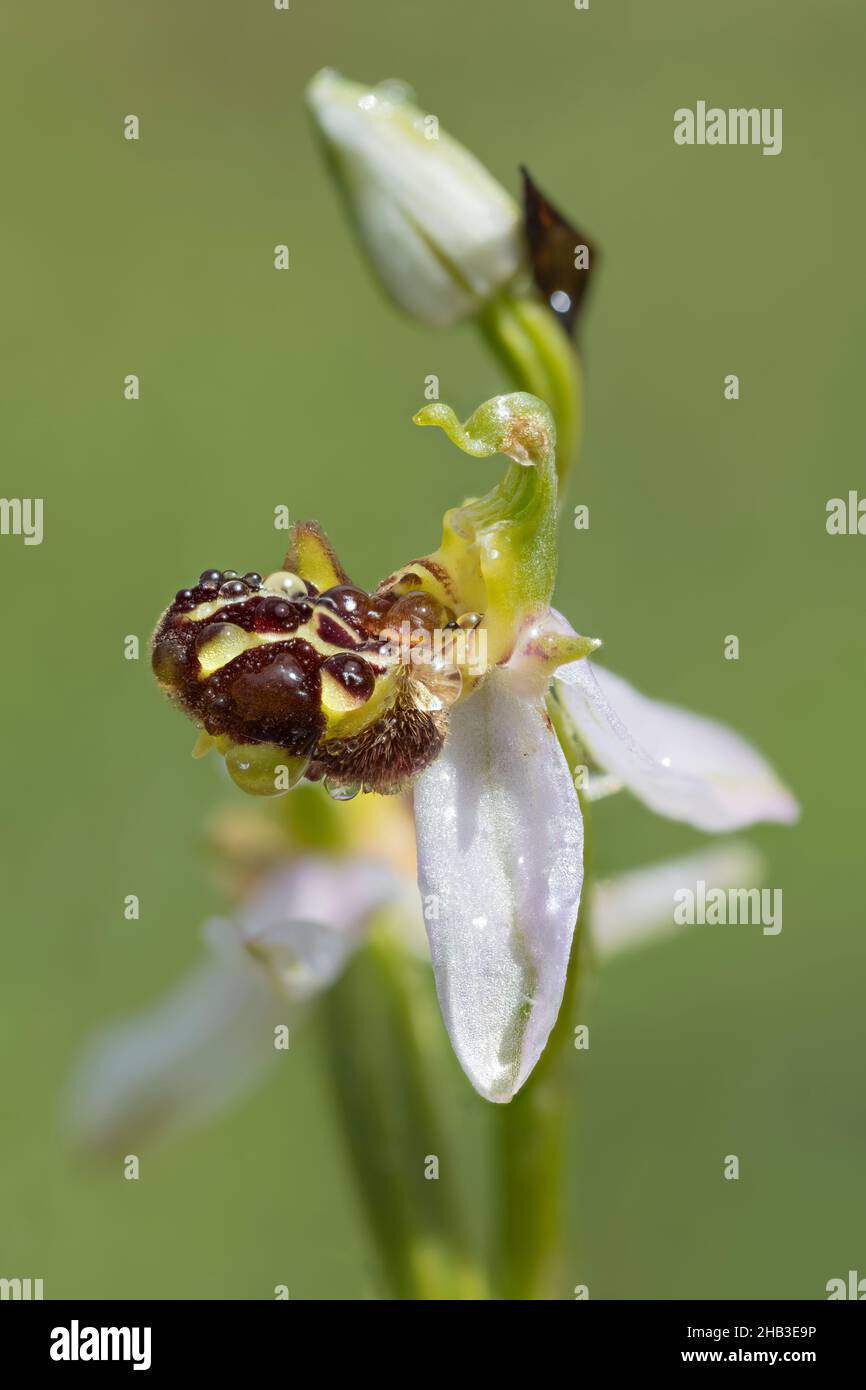 Bienen, ophrys apifera Ragwurz, Bee orchid Foto de stock