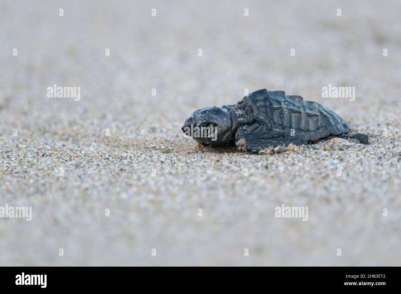 Unechte Karettschildkroete, Caretta, Caretta, Loggerhead tortuga marina eclosión Foto de stock
