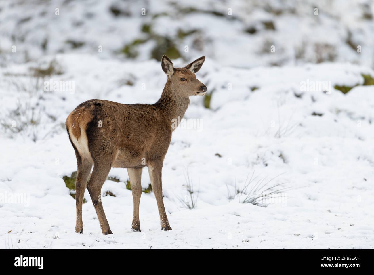 Rothirsch, Cervus elaphus, ciervo rojo en la nieve Foto de stock