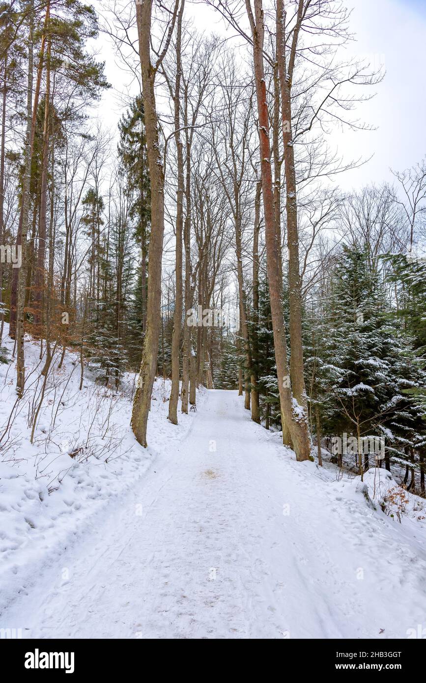 Vista invernal del callejón en el parque de Krynica Zdroj, Polonia Foto de stock