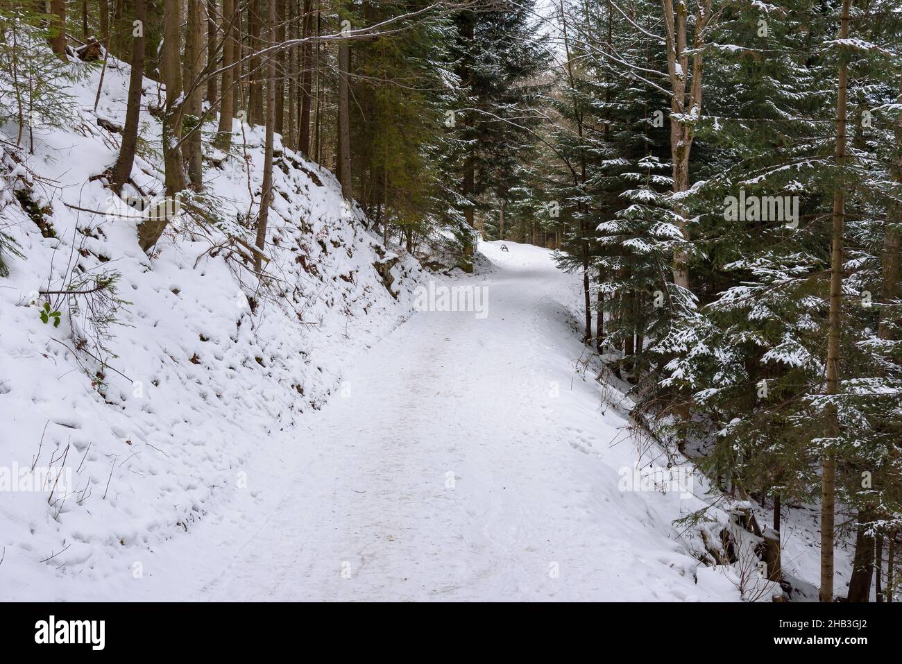 Vista nevada de invierno del camino del bosque Foto de stock