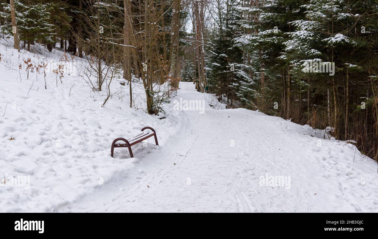Banco en un parque en invierno nevado en Krynica Zdroj en Polonia Foto de stock