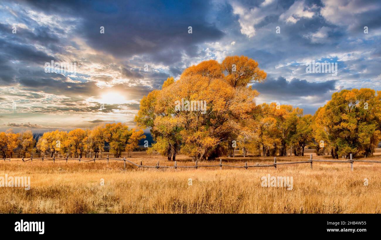 Un hermoso paisaje otoñal en Jackson Hole, Wyoming, con follaje amarillo dorado en árboles de madera de algodón, una antigua valla de madera y puesta de sol. Foto de stock
