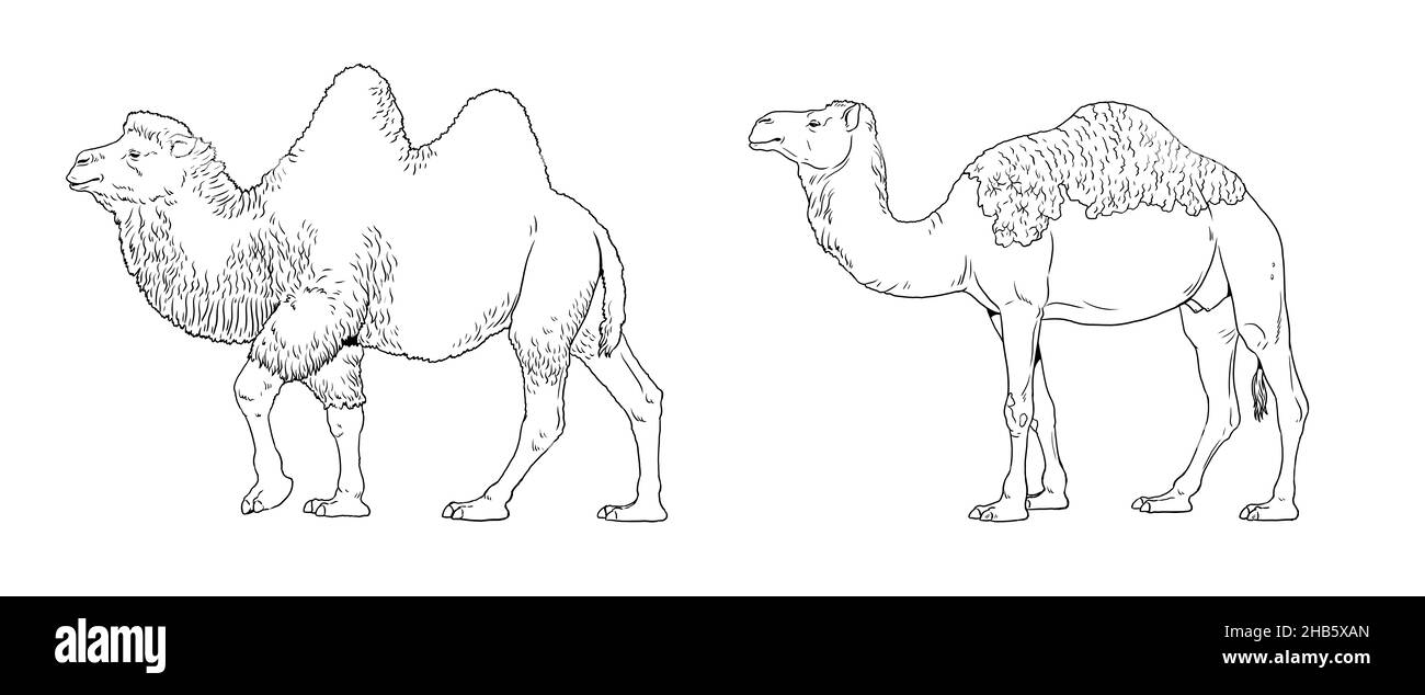 Ilustración de camello de dromedario y bactriano. Camellos para colorear libro. Foto de stock