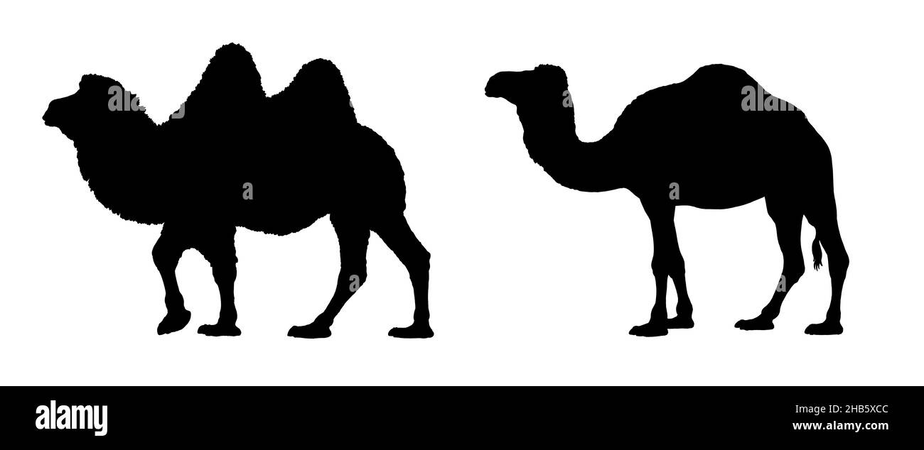 Ilustración de camello de dromedario y bactriano. Silueta de camellos. Foto de stock
